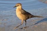 Strolling Grackle_37022